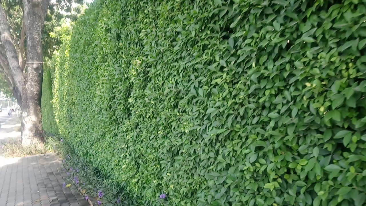 Tường rào bằng cây xanh tổng hợp