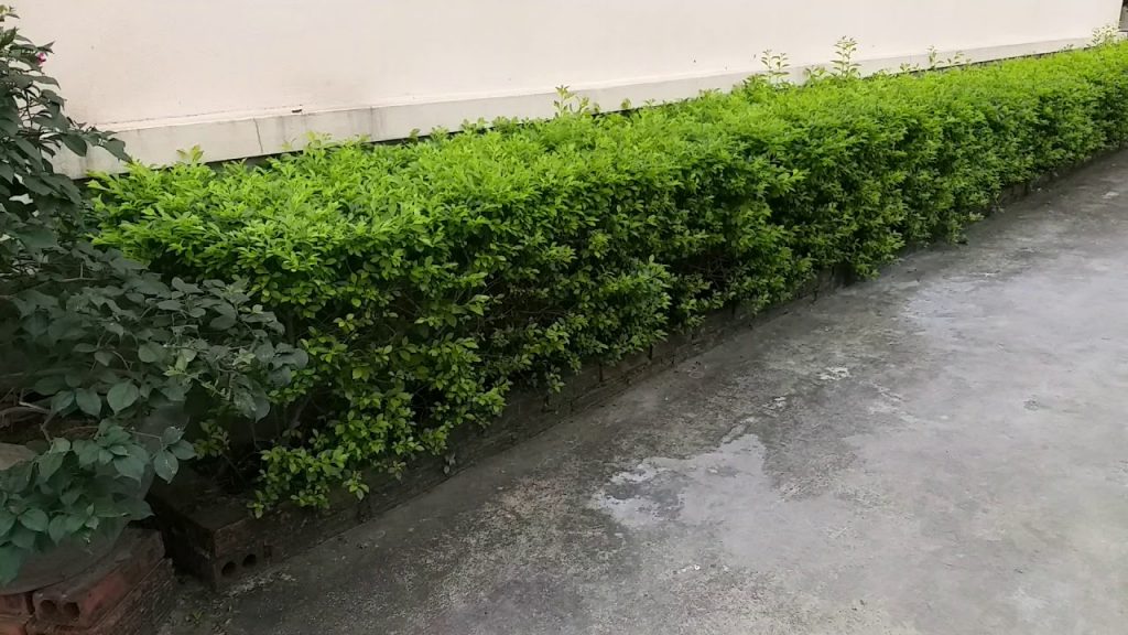 Phong cách ngoại thất tường rào bằng cây xanh độc đáo